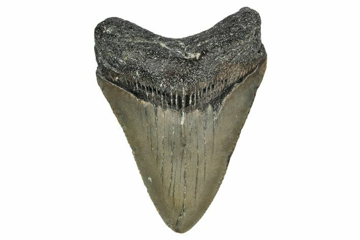 Juvenile Megalodon Tooth - North Carolina #338524